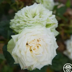 Heirloom Roses Green Romantica®