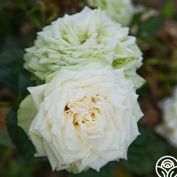 Heirloom Roses Green Romantica®