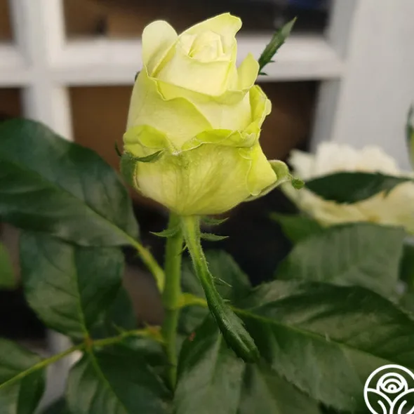 Heirloom Roses Green Romantica®