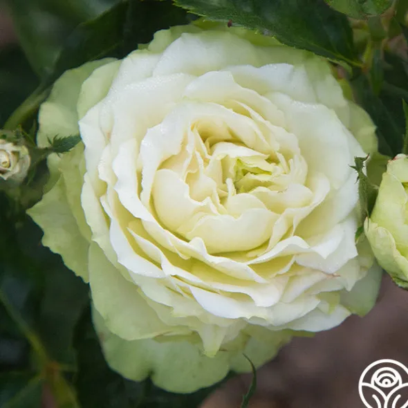 Heirloom Roses Green Romantica®