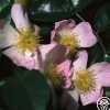 Heirloom Roses Green Snake® Sale