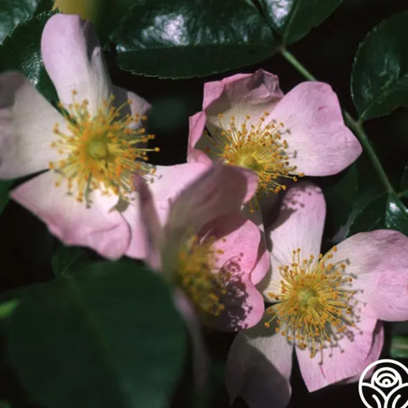 Heirloom Roses Green Snake® Sale