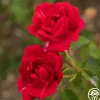 Heirloom Roses Griff's Red Outlet
