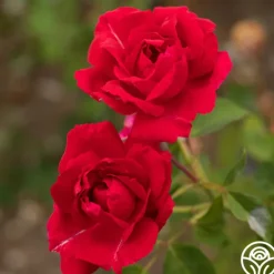 Heirloom Roses Griff's Red Outlet