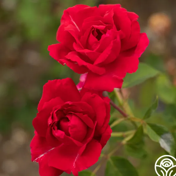 Heirloom Roses Griff's Red Outlet