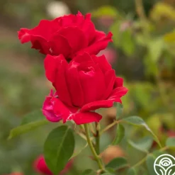 Heirloom Roses Griff's Red Outlet