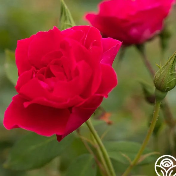 Heirloom Roses Griff's Red Outlet