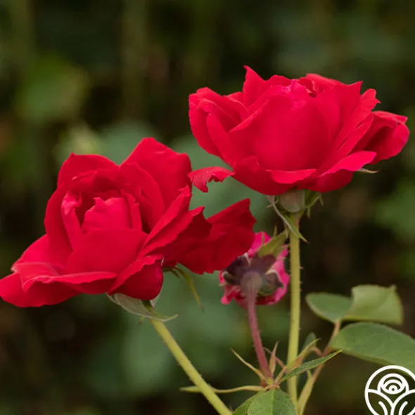 Heirloom Roses Griff's Red Outlet