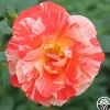 Heirloom Roses Grimaldi® New