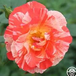 Heirloom Roses Grimaldi® New