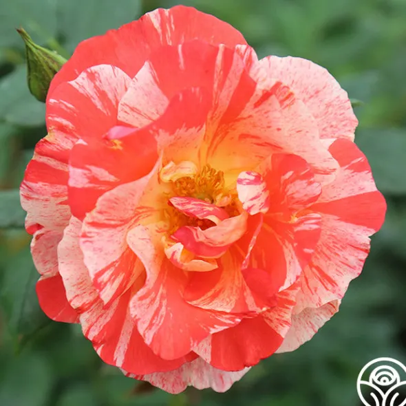 Heirloom Roses Grimaldi® New