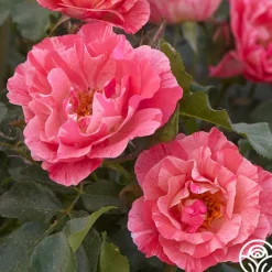 Heirloom Roses Grimaldi® New