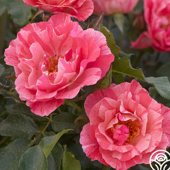 Heirloom Roses Grimaldi® New