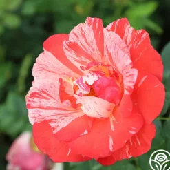 Heirloom Roses Grimaldi® New