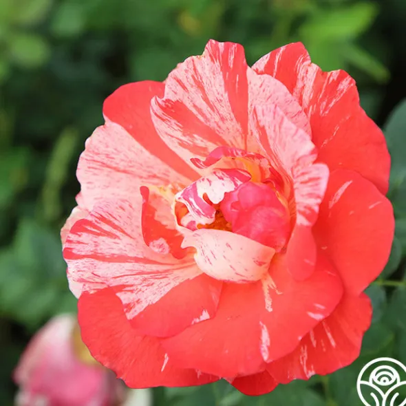 Heirloom Roses Grimaldi® New