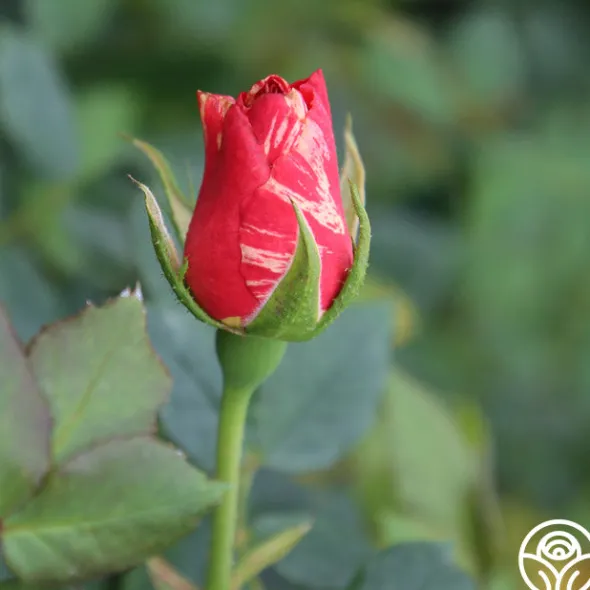 Heirloom Roses Grimaldi® New