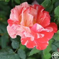Heirloom Roses Grimaldi® New