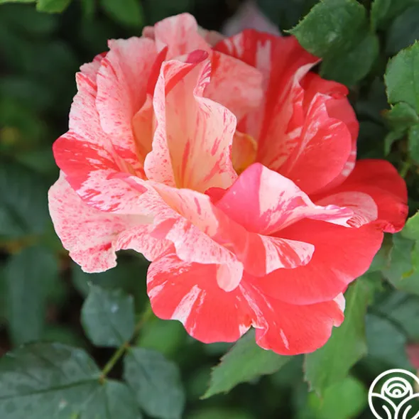 Heirloom Roses Grimaldi® New