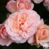 Heirloom Roses Gruss An Aachen Hot