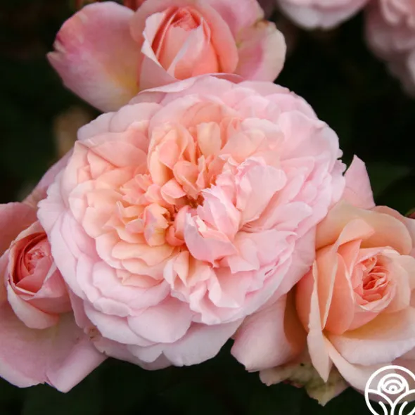 Heirloom Roses Gruss An Aachen Hot