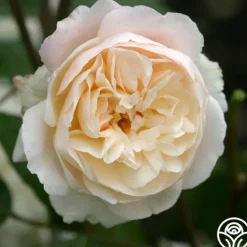 Heirloom Roses Gruss An Aachen Hot