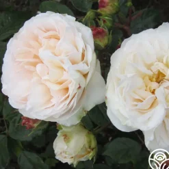 Heirloom Roses Gruss An Aachen Hot