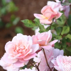 Heirloom Roses Gruss An Aachen Hot