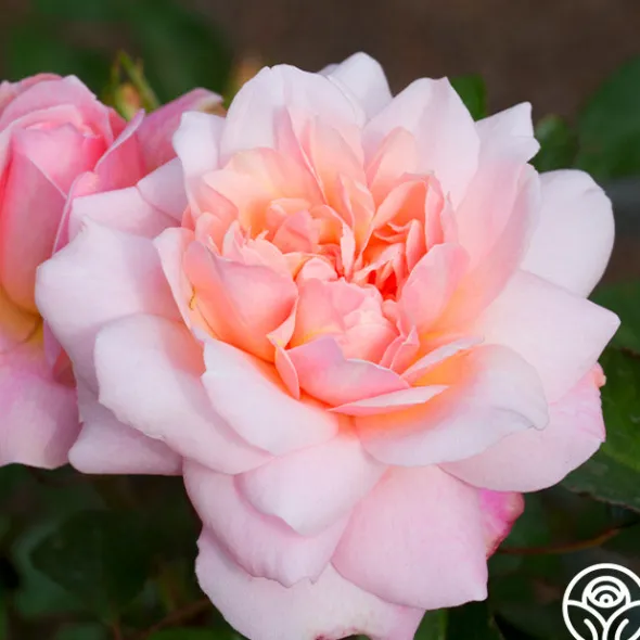 Heirloom Roses Gruss An Aachen Hot