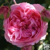 Heirloom Roses Guy De Maupassant®