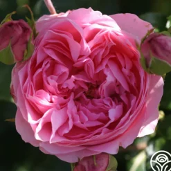 Heirloom Roses Guy De Maupassant®