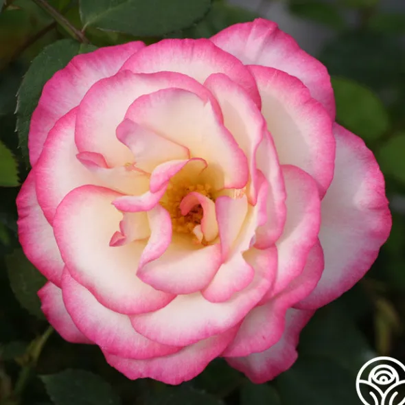 Heirloom Roses Handel Online