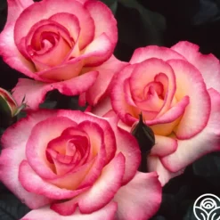 Heirloom Roses Handel Online