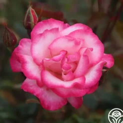 Heirloom Roses Handel Online