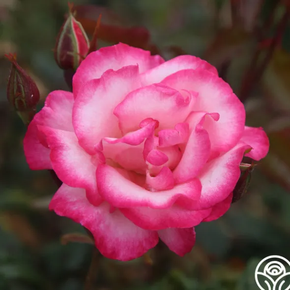 Heirloom Roses Handel Online