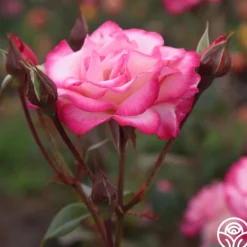 Heirloom Roses Handel Online