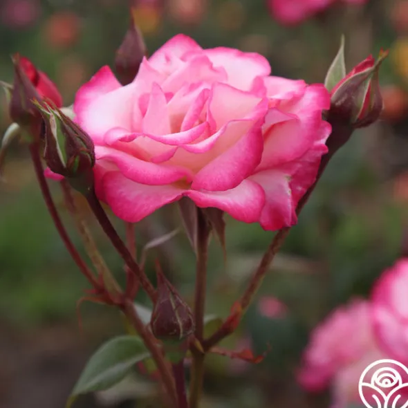Heirloom Roses Handel Online