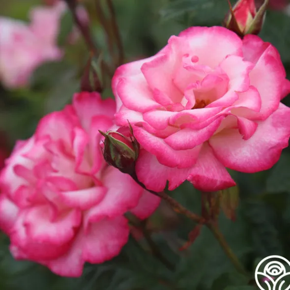 Heirloom Roses Handel Online
