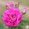 Heirloom Roses Hansa Clearance