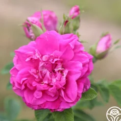 Heirloom Roses Hansa Clearance