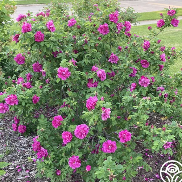 Heirloom Roses Hansa Clearance