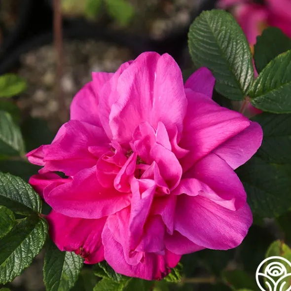 Heirloom Roses Hansa Clearance