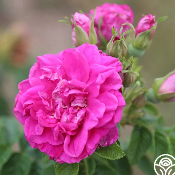 Heirloom Roses Hansa Clearance