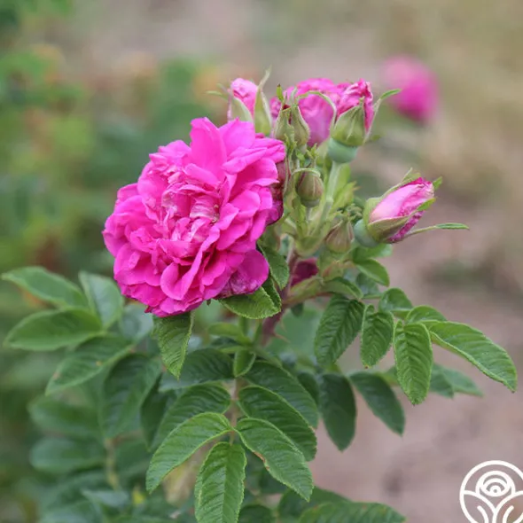 Heirloom Roses Hansa Clearance
