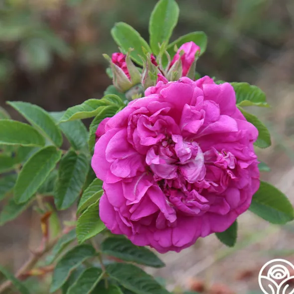 Heirloom Roses Hansa Clearance