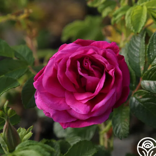 Heirloom Roses Hansa Clearance