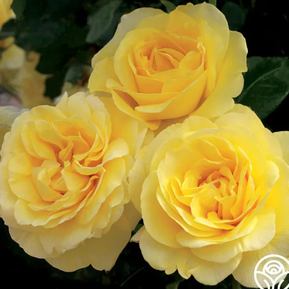 Heirloom Roses Happy Go Lucky™ Outlet