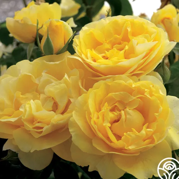Heirloom Roses Happy Go Lucky™ Outlet