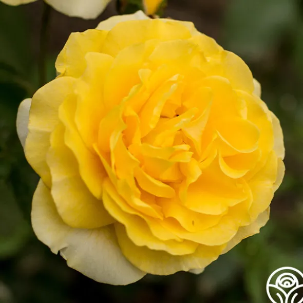 Heirloom Roses Happy Go Lucky™ Outlet