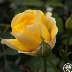 Heirloom Roses Happy Go Lucky™ Outlet