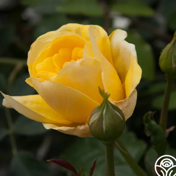 Heirloom Roses Happy Go Lucky™ Outlet